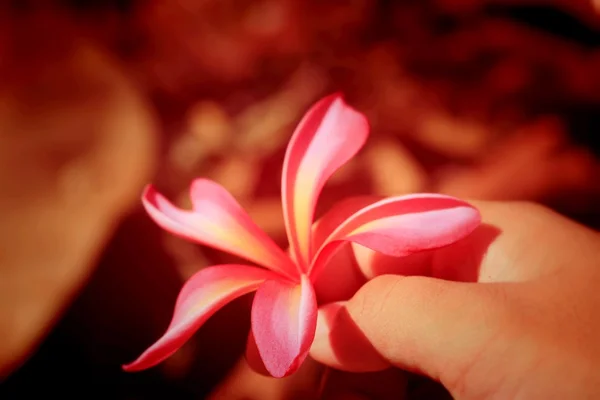 Roze frangipani bloem en schaduw — Stockfoto