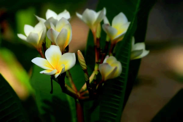 Fleur de frangipani rose et ombre — Photo