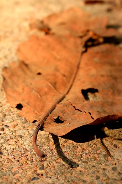 Висушені листя — стокове фото