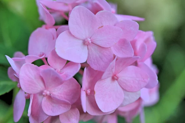 Hortensia's bloemen — Stockfoto