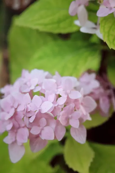 Flores de hortênsias — Fotografia de Stock