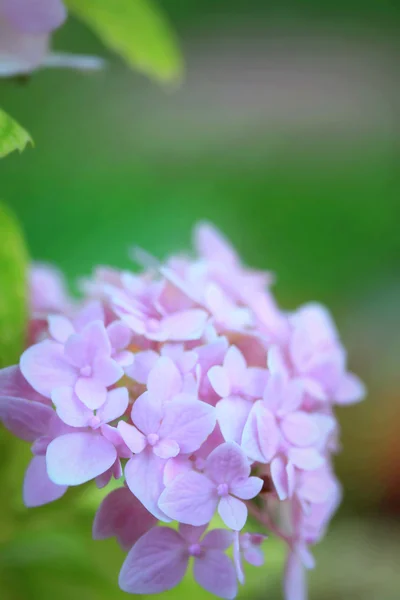 Hortensias flores —  Fotos de Stock