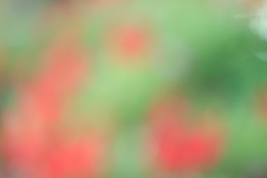 renkli arka plan bulanık