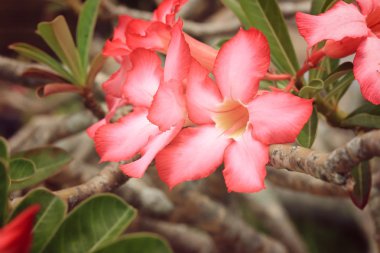 Impala lily adenium - pembe çiçekler