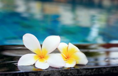 bulanık frangipani çiçek