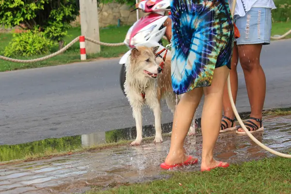 ぼやけている女性の犬を入浴 — ストック写真