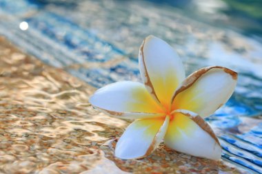 bulanık frangipani çiçek