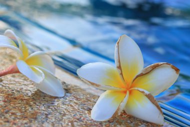 bulanık frangipani çiçek