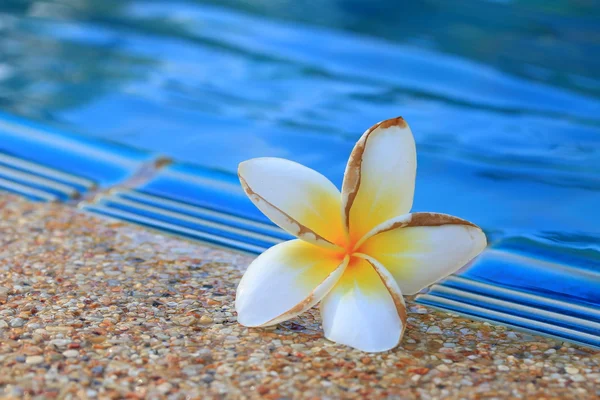 Fleur floue frangipani — Photo