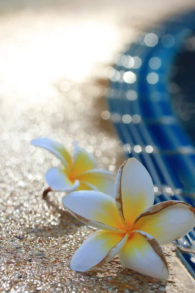 Fleur floue frangipani — Photo