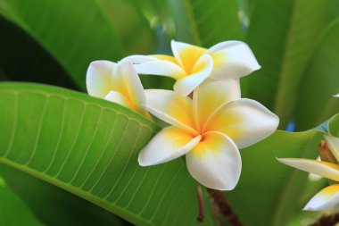Frangipani çiçek