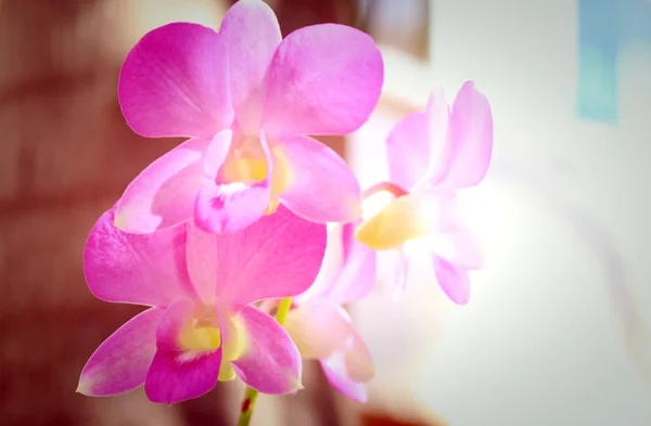 Bulanık pembe orkide çiçekler — Stok fotoğraf