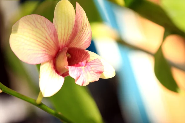 Bulanık pembe orkide çiçekler — Stok fotoğraf