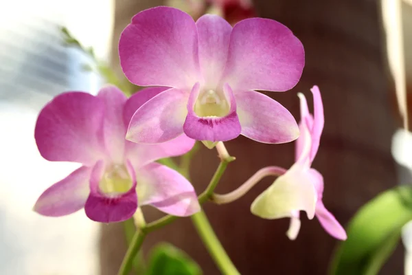 Flores borrosas de la orquídea —  Fotos de Stock