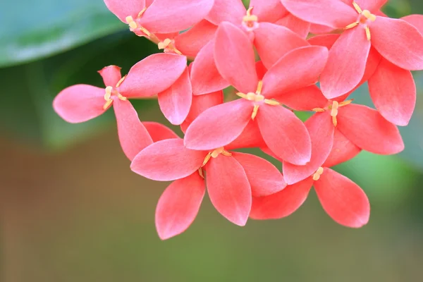 Fiore ixora rosso sfocato — Foto Stock