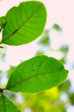 yeşil yaprakları sonbaharda