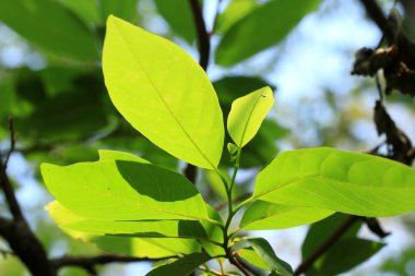 yeşil yaprakları sonbaharda