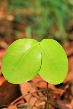 yeşil yaprakları sonbaharda