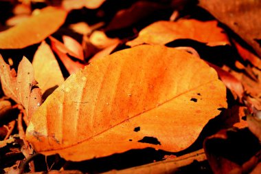 Kurutulmuş Yapraklar