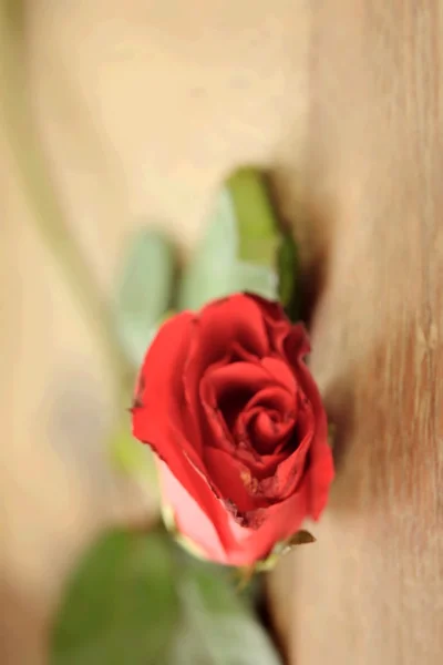 Vintage roses — Stock Photo, Image