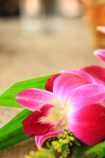 Orchid flowers — Stock Photo, Image