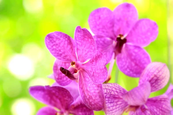 Orchid flowers — Stock Photo, Image