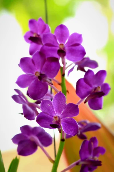 Flores de orquídeas — Fotografia de Stock