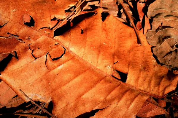 Folhas secas — Fotografia de Stock