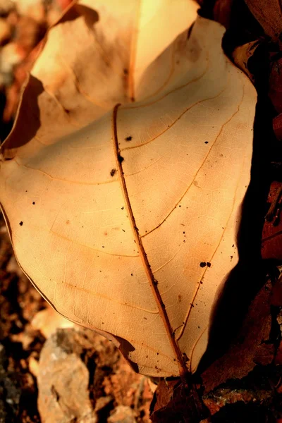 Feuilles séchées — Photo