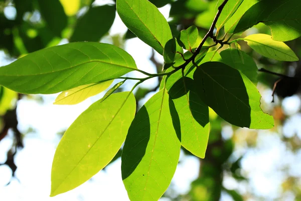 Hojas verdes en otoño —  Fotos de Stock