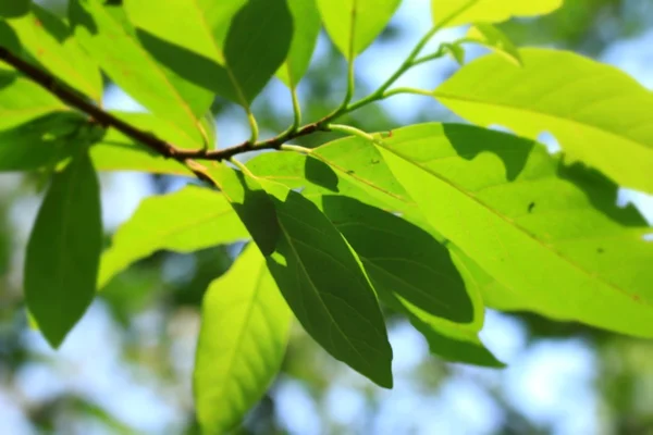 Groene bladeren in de herfst — Stockfoto