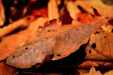 Kurutulmuş Yapraklar