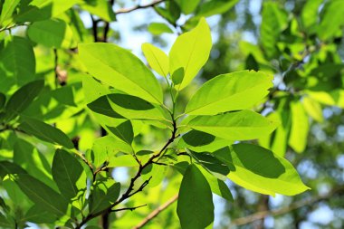 yeşil yaprakları sonbaharda