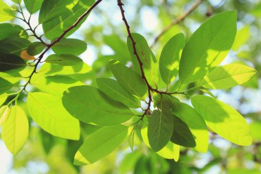 yeşil yaprakları sonbaharda