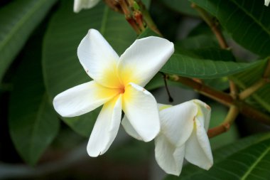 Frangipani çiçek ağaç üzerinde