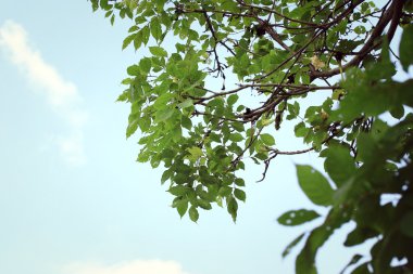yeşil yaprakları sonbaharda
