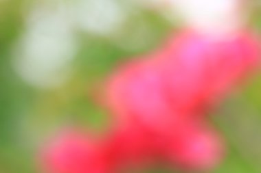 bulanık çiçek arka plan