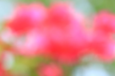 bulanık çiçek arka plan