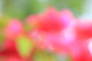 bulanık çiçek arka plan