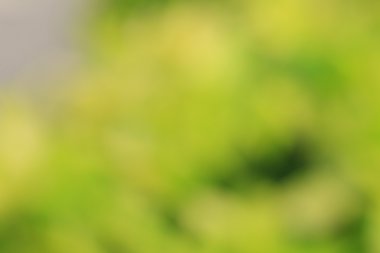 renkli arka plan bulanık