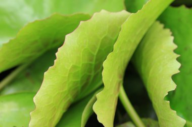 arka plan bulanık doku