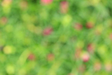 bulanık çiçek arka plan