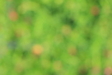 bulanık çiçek arka plan