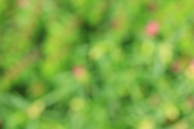 bulanık çiçek arka plan