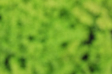 bulanık çiçek arka plan