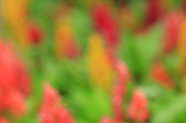 bulanık çiçek arka plan