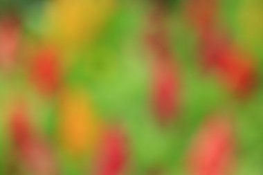 bulanık çiçek arka plan