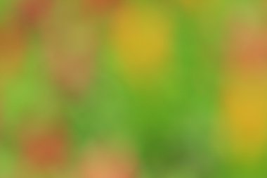 bulanık çiçek arka plan