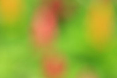 bulanık çiçek arka plan