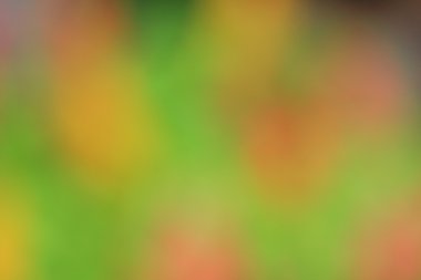 bulanık çiçek arka plan